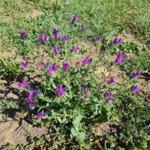 Echium plantagineum at Phillip, ACT - 11 Feb 2023 09:49 AM