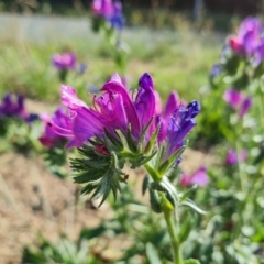 Echium plantagineum at Phillip, ACT - 11 Feb 2023