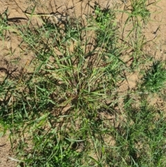 Eragrostis cilianensis (Stinkgrass) at Phillip, ACT - 11 Feb 2023 by Mike