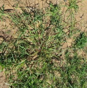Eragrostis cilianensis at Phillip, ACT - 11 Feb 2023