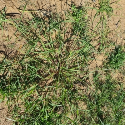 Eragrostis cilianensis (Stinkgrass) at Phillip, ACT - 11 Feb 2023 by Mike