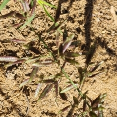 Eragrostis cilianensis at Phillip, ACT - 11 Feb 2023