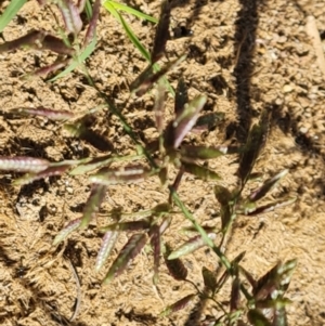 Eragrostis cilianensis at Phillip, ACT - 11 Feb 2023