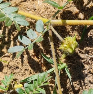 Tribulus terrestris at Phillip, ACT - 11 Feb 2023 09:58 AM