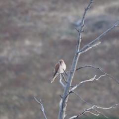 Falco cenchroides (Nankeen Kestrel) at Coree, ACT - 11 Feb 2023 by wombey