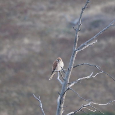 Falco cenchroides (Nankeen Kestrel) at Coree, ACT - 11 Feb 2023 by wombey