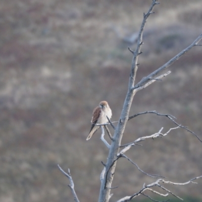 Falco cenchroides (Nankeen Kestrel) at Coree, ACT - 10 Feb 2023 by wombey