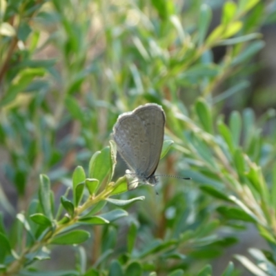 Zizina otis (Common Grass-Blue) at QPRC LGA - 10 Feb 2023 by arjay