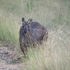 Osphranter robustus (Wallaroo) at Coree, ACT - 10 Feb 2023 by wombey