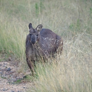 Osphranter robustus robustus at Coree, ACT - 11 Feb 2023 07:19 AM