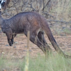 Osphranter robustus robustus at Coree, ACT - 11 Feb 2023 07:19 AM