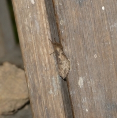 Oncopera (genus) (A Bardie moth) at Charleys Forest, NSW - 10 Feb 2023 by arjay