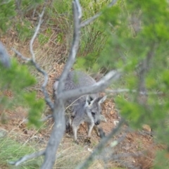 Osphranter robustus robustus (Eastern Wallaroo) at Woodstock Nature Reserve - 10 Feb 2023 by wombey