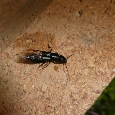 Thyreocephalus sp. (genus) (Rove beetle) at Mongarlowe River - 10 Feb 2023 by arjay