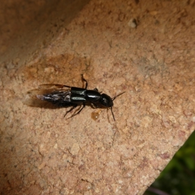 Thyreocephalus sp. (genus) (Rove beetle) at QPRC LGA - 10 Feb 2023 by arjay