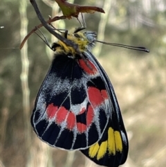 Delias harpalyce (Imperial Jezebel) at Jerrabomberra, NSW - 11 Feb 2023 by Mavis