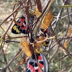 Delias harpalyce at Jerrabomberra, NSW - 11 Feb 2023 10:19 AM