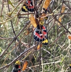 Delias harpalyce at Jerrabomberra, NSW - 11 Feb 2023 10:19 AM