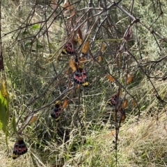 Delias harpalyce at Jerrabomberra, NSW - 11 Feb 2023 10:19 AM