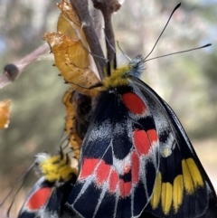 Delias harpalyce at Jerrabomberra, NSW - 11 Feb 2023 10:19 AM