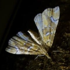 Musotima nitidalis (A Crambid moth) at Charleys Forest, NSW - 10 Feb 2023 by arjay