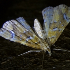 Musotima nitidalis at Charleys Forest, NSW - 10 Feb 2023