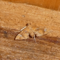 Musotima nitidalis at Charleys Forest, NSW - suppressed