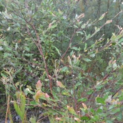 Grevillea macleayana (Jervis Bay Grevillea) at Parma, NSW - 8 Feb 2023 by plants