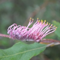 Grevillea macleayana at Parma, NSW - 8 Feb 2023