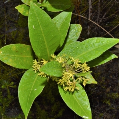 Dodonaea triquetra (Large-leaf Hop-Bush) at Parma, NSW - 8 Feb 2023 by plants