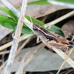 Phaulacridium vittatum (Wingless Grasshopper) at Reservoir Hill, Lawson - 10 Feb 2023 by trevorpreston