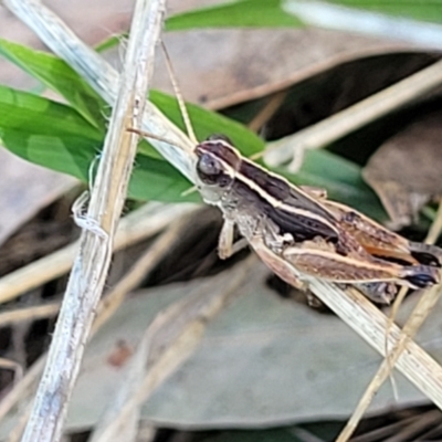 Phaulacridium vittatum (Wingless Grasshopper) at Lawson, ACT - 11 Feb 2023 by trevorpreston
