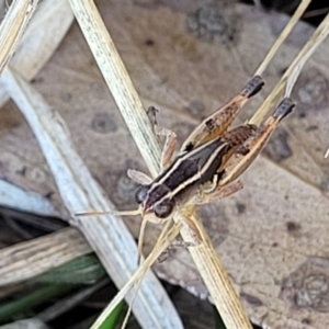 Phaulacridium vittatum at Lawson, ACT - 11 Feb 2023 09:59 AM