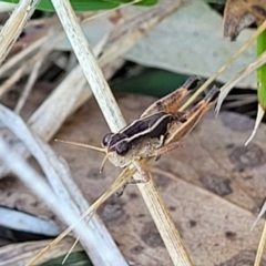 Phaulacridium vittatum at Lawson, ACT - 11 Feb 2023 09:59 AM