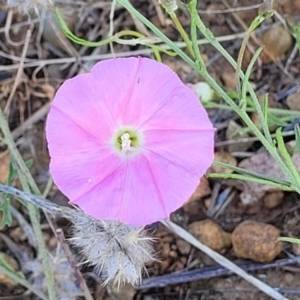 Convolvulus angustissimus subsp. angustissimus at Lawson, ACT - 11 Feb 2023 09:54 AM