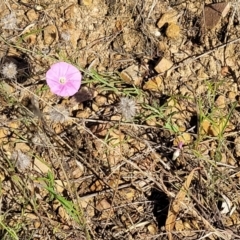 Convolvulus angustissimus subsp. angustissimus at Lawson, ACT - 11 Feb 2023 09:54 AM