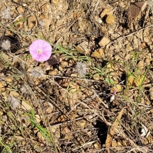 Convolvulus angustissimus subsp. angustissimus at Lawson, ACT - 11 Feb 2023