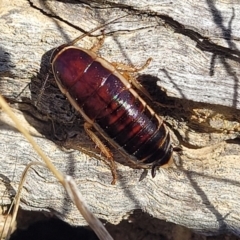 Melanozosteria dookiensis (Dookie woodland cockroach) at Lawson, ACT - 11 Feb 2023 by trevorpreston