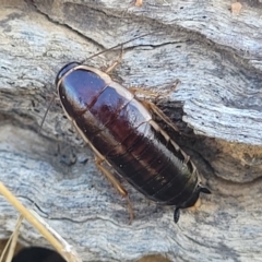 Melanozosteria dookiensis at Lawson, ACT - 11 Feb 2023