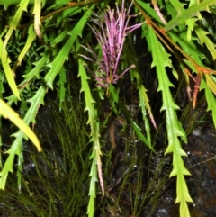 Grevillea aspleniifolia at Tianjara, NSW - 8 Feb 2023 by plants