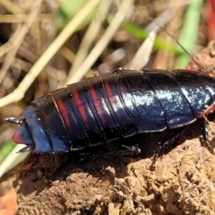 Melanozosteria sp. (genus) (A native cockroach) at Lawson, ACT - 11 Feb 2023 by trevorpreston