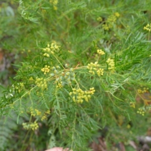 Polyscias sambucifolia subsp. Bipinnate leaves (J.H.Ross 3967) Vic. Herbarium at Saint George, NSW - 9 Feb 2023