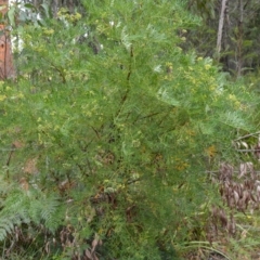 Polyscias sambucifolia subsp. Bipinnate leaves (J.H.Ross 3967) Vic. Herbarium at Saint George, NSW - 9 Feb 2023