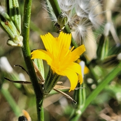 Chondrilla juncea (Skeleton Weed) at Reservoir Hill, Lawson - 11 Feb 2023 by trevorpreston