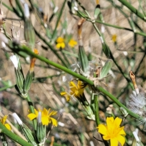 Chondrilla juncea at Lawson, ACT - 11 Feb 2023 09:48 AM