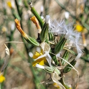 Chondrilla juncea at Lawson, ACT - 11 Feb 2023 09:48 AM