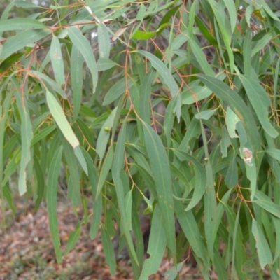 Eucalyptus radiata subsp. radiata (Narrow-leaved Peppermint) at Saint George, NSW - 8 Feb 2023 by plants