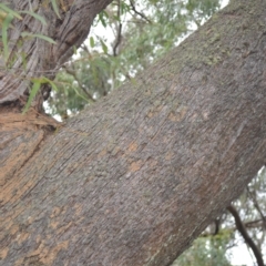 Eucalyptus radiata subsp. radiata at Saint George, NSW - 9 Feb 2023