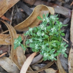 Poranthera microphylla (Small Poranthera) at Saint George, NSW - 8 Feb 2023 by plants