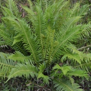 Blechnum nudum at Saint George, NSW - 9 Feb 2023